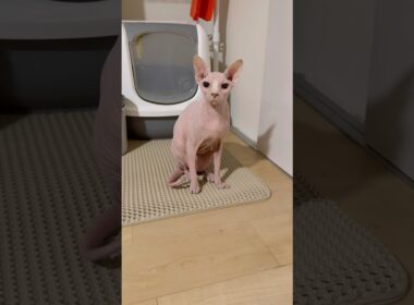夜中に起きてきて甘える猫アレクサンドラ【スフィンクス】