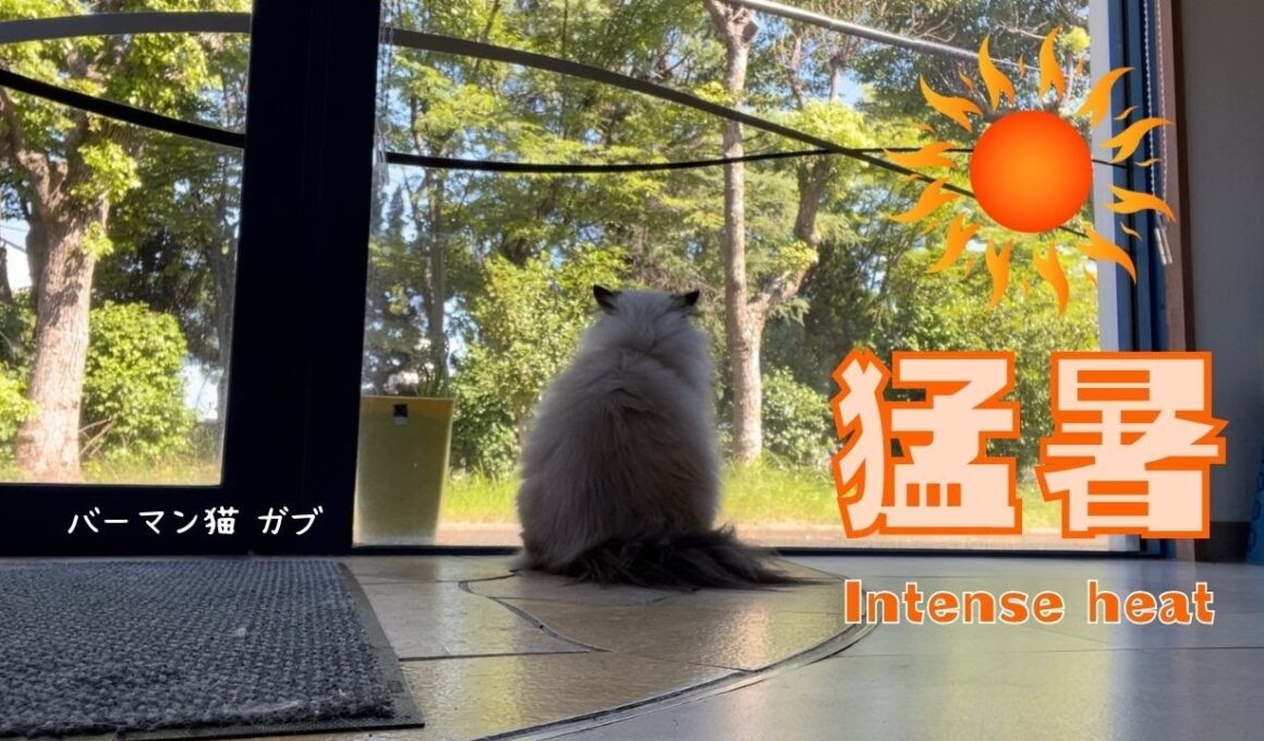 窓から夏を眺めるバーマン猫ガブ【猛暑】Intense heat（バーマン猫）Birman/Cat