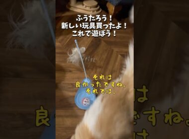 ネコあるある『おもちゃ編』 #猫 #キンカロー #マンチカン  #短足部 #cat