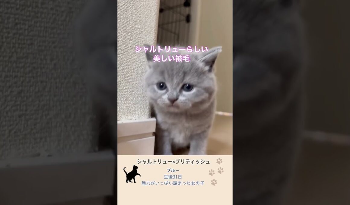 【シャルトリューとブリティッシュ】いいとこ取りを狙って！ #ブリティッシュショートヘア #シャルトリュー #子猫