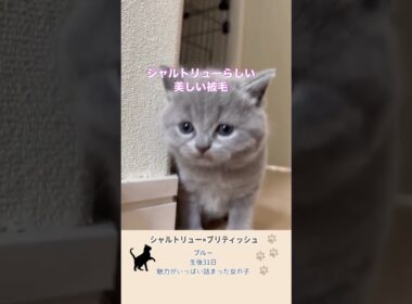 【シャルトリューとブリティッシュ】いいとこ取りを狙って！ #ブリティッシュショートヘア #シャルトリュー #子猫
