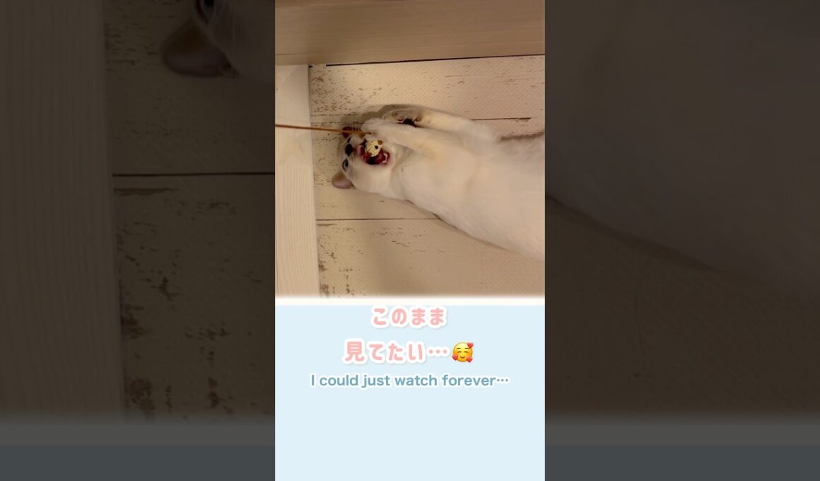 家事ができません…🥹キッチンを占拠する猫🐱トンキニーズ/Can’t do chores🥹 Kitchen takeover by a Tonkinese🐱 #猫動画 #トンキニーズ #英語学習
