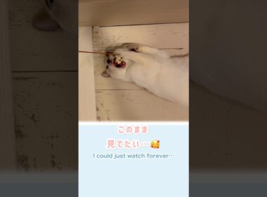 家事ができません…🥹キッチンを占拠する猫🐱トンキニーズ/Can’t do chores🥹 Kitchen takeover by a Tonkinese🐱 #猫動画 #トンキニーズ #英語学習