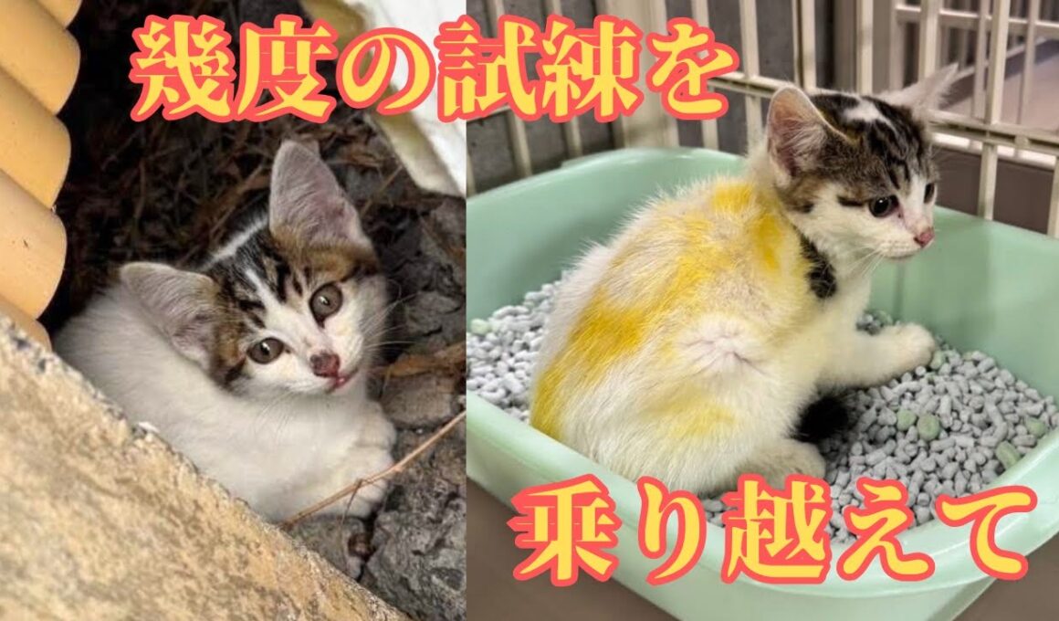 【145保護子猫】命の危険から子猫６頭が辿る幸せの道標⭐︎まさかの方法でシャー猫達が仲良しに！