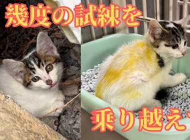 【145保護子猫】命の危険から子猫６頭が辿る幸せの道標⭐︎まさかの方法でシャー猫達が仲良しに！