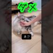 メインクーンのなでてもいい場所をテスト#メインクーン #mainecoon #猫のいる暮らし #cat #ragdoll  #ラグドール