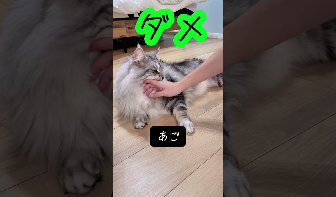 メインクーンのなでてもいい場所をテスト#メインクーン #mainecoon #猫のいる暮らし #cat #ragdoll  #ラグドール