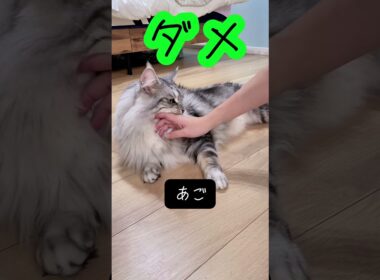 メインクーンのなでてもいい場所をテスト#メインクーン #mainecoon #猫のいる暮らし #cat #ragdoll  #ラグドール