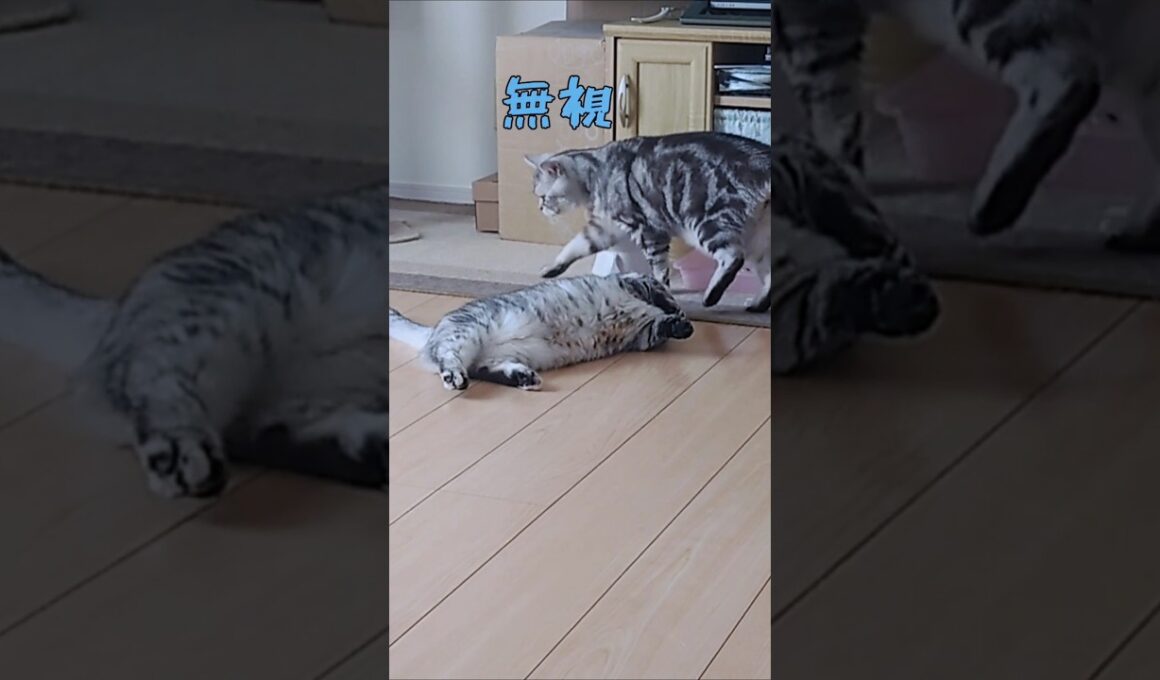 めげないマリッコちゃん #shorts #保護猫メイちゃんねる #cat #マンチカン短足  #アメショ