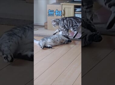 めげないマリッコちゃん #shorts #保護猫メイちゃんねる #cat #マンチカン短足  #アメショ