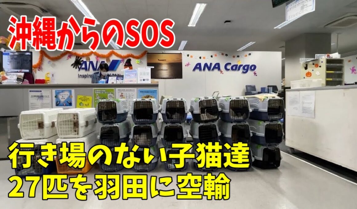 【沖縄っ子7便隊】緊急で27匹の子猫を空輸しました