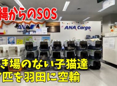 【沖縄っ子7便隊】緊急で27匹の子猫を空輸しました