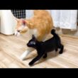 先住猫が大好きすぎてどこまでも追いかける子猫