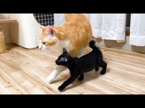 先住猫が大好きすぎてどこまでも追いかける子猫