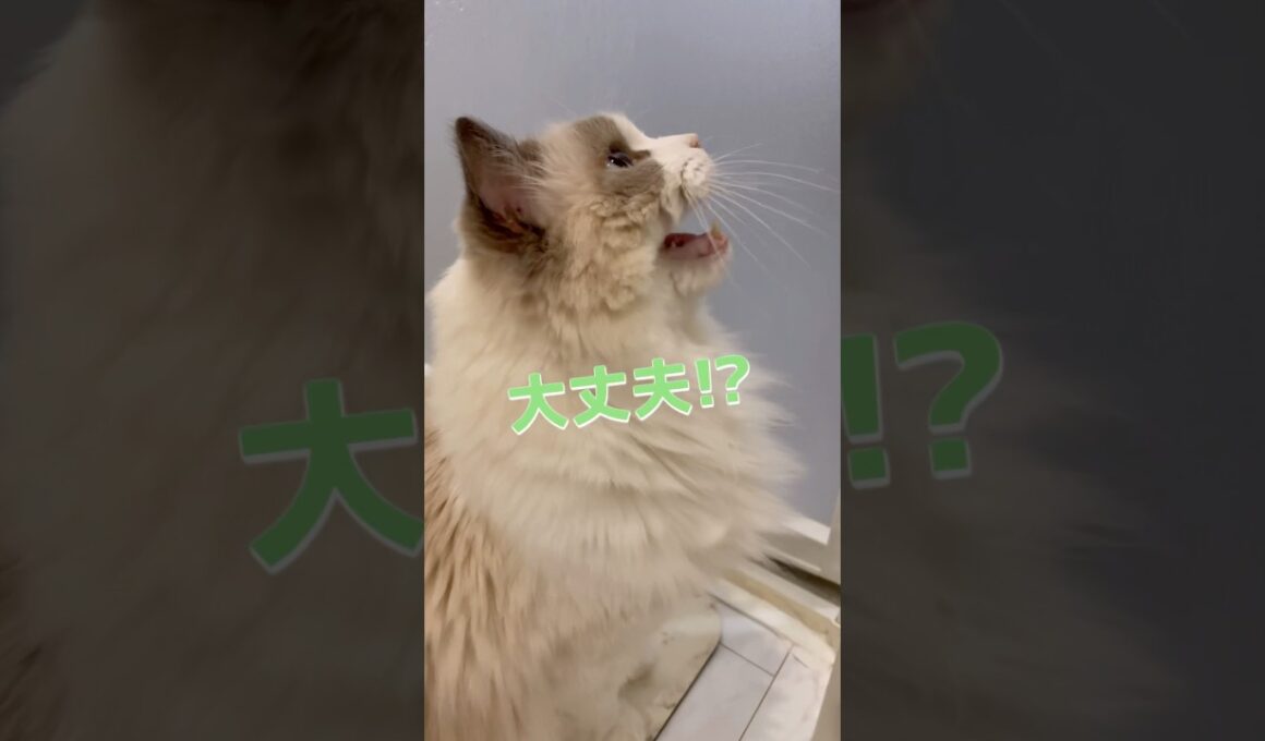 パパのお風呂中に大騒ぎする猫、ラグドールのジャスくん #ラグドール #猫 #cat #猫のいる暮らし #にゃんにゃんにゃん3兄弟