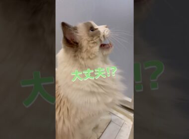 パパのお風呂中に大騒ぎする猫、ラグドールのジャスくん #ラグドール #猫 #cat #猫のいる暮らし #にゃんにゃんにゃん3兄弟