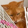 異変発生！ベテラン子猫、怒りの食事ボイコット　My third-cat went on a meal strike.