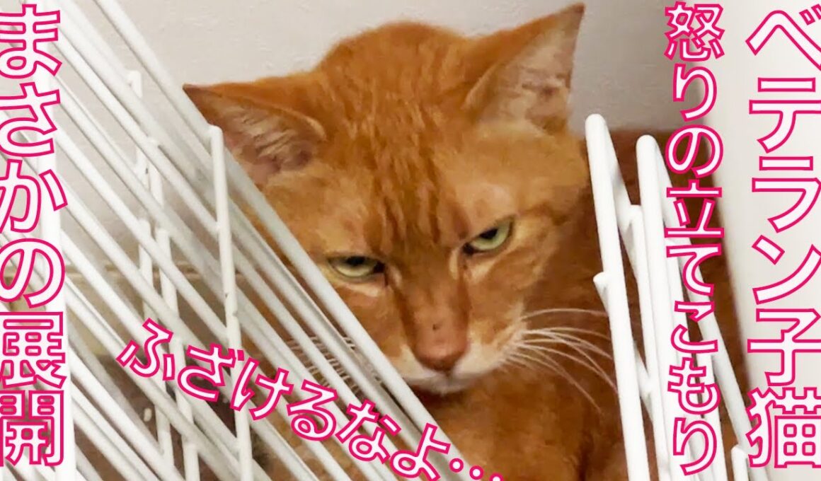 異変発生！ベテラン子猫、怒りの食事ボイコット　My third-cat went on a meal strike.