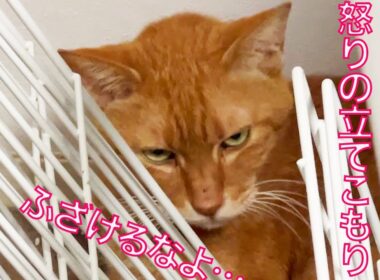異変発生！ベテラン子猫、怒りの食事ボイコット　My third-cat went on a meal strike.