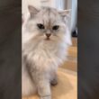 おやつをシェアする猫兄妹 【サイベリアン】 #Shorts