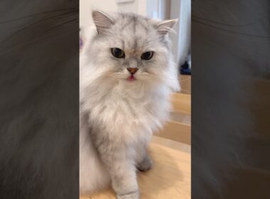 おやつをシェアする猫兄妹 【サイベリアン】 #Shorts