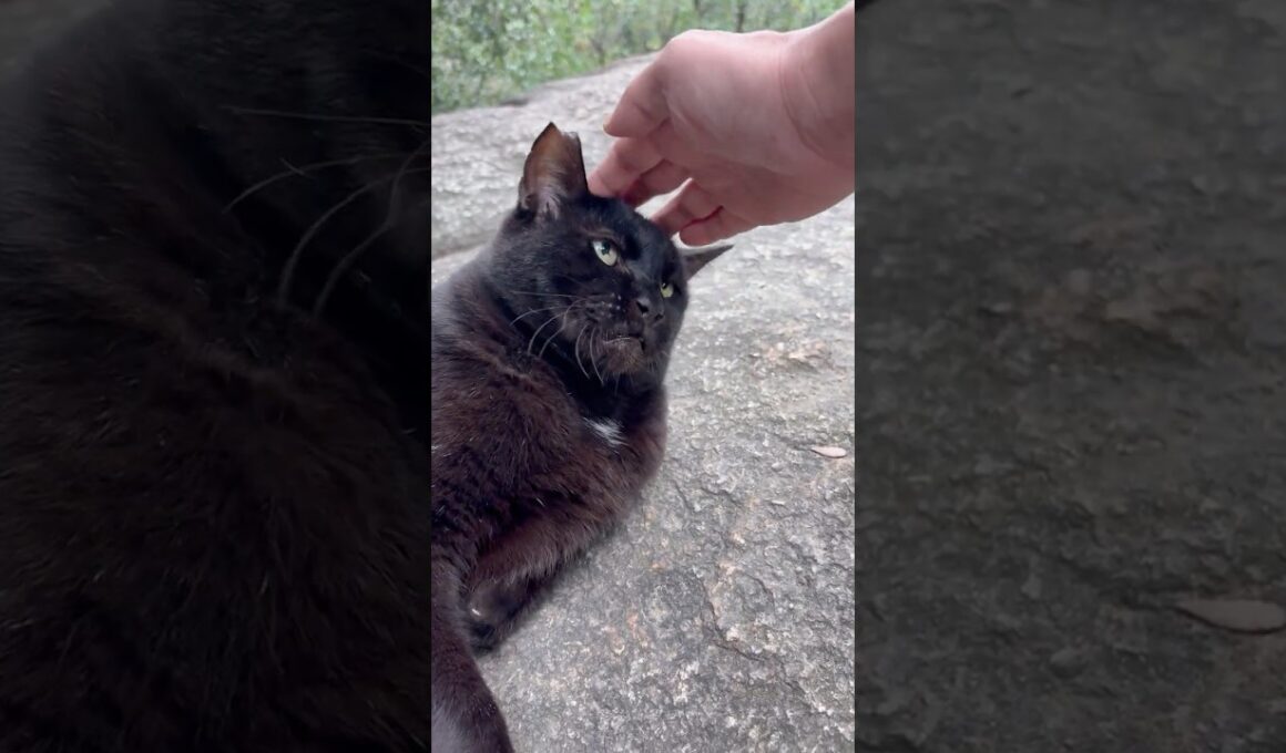 久しぶりに会えたデカい黒猫どんちゃんとあずき達の猫集会 #Shorts