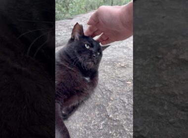 久しぶりに会えたデカい黒猫どんちゃんとあずき達の猫集会 #Shorts