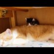 先住猫の背中にちょこんと座る子猫