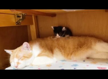先住猫の背中にちょこんと座る子猫