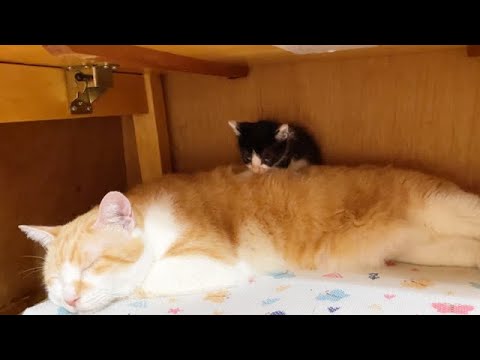 先住猫の背中にちょこんと座る子猫