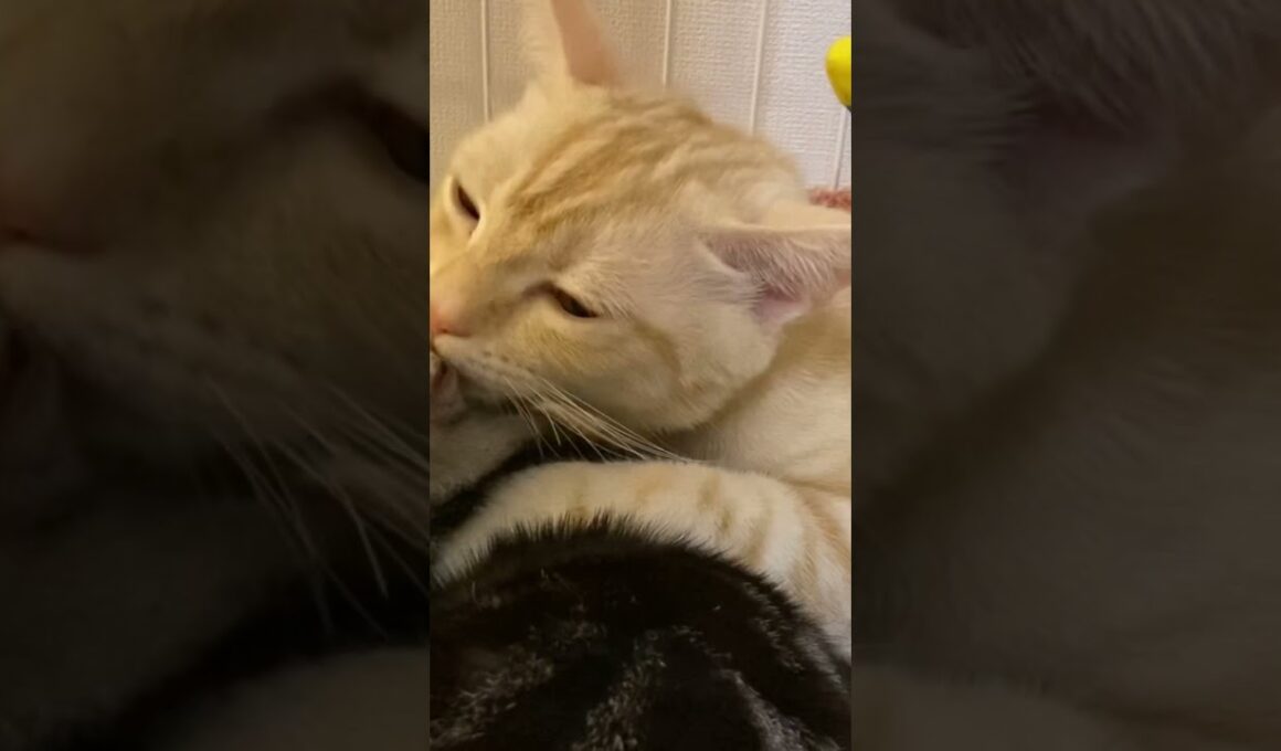 MAX仲良し兄弟😍二人はいつもこんな感じ！アメリカンショートヘア クロとスコティッシュフォールド ムギ