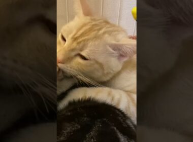 MAX仲良し兄弟😍二人はいつもこんな感じ！アメリカンショートヘア クロとスコティッシュフォールド ムギ