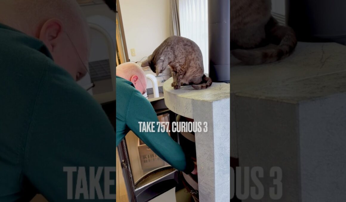 パパの #薪 入れに釘付けにゃ❗️#頭つき はやめてほしいにゃ‼️😸 #ライカ薪ストーブ #薪ストーブ大好き猫 #エジプシャンマウ #egyptianmaucat #shorts #rika🇦🇹