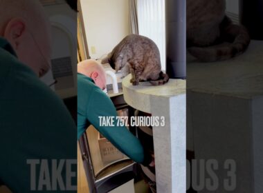 パパの #薪 入れに釘付けにゃ❗️#頭つき はやめてほしいにゃ‼️😸 #ライカ薪ストーブ #薪ストーブ大好き猫 #エジプシャンマウ #egyptianmaucat #shorts #rika🇦🇹