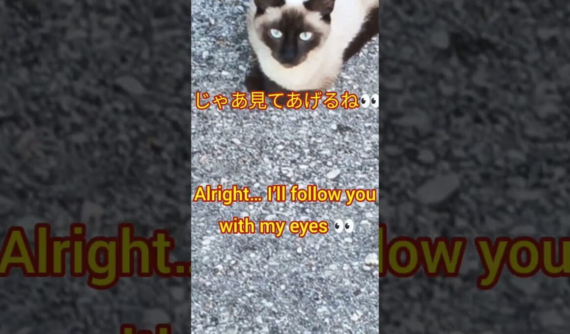 シャム猫の青い瞳に癒される瞬間💙 | Siamese Cat #Shorts