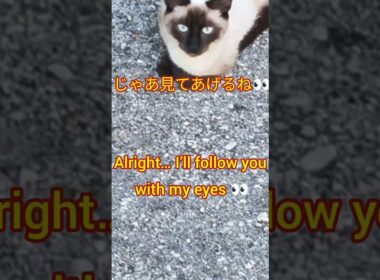 シャム猫の青い瞳に癒される瞬間💙 | Siamese Cat #Shorts