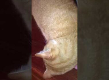 Meet Veikko a Domestic Shorthair currently available for adoption at Petango.com! 10/9/2017 1:52:26