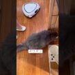 ご飯に夢中 #ねこ動画 #アメリカンカール #カールくん