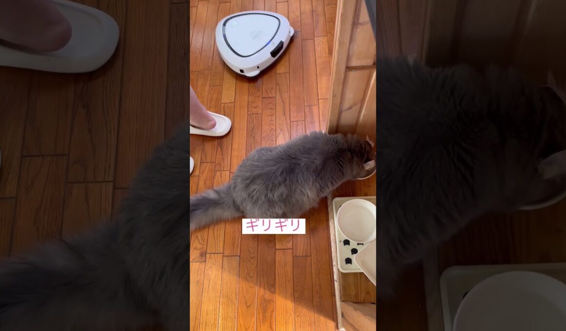 ご飯に夢中 #ねこ動画 #アメリカンカール #カールくん