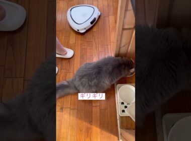 ご飯に夢中 #ねこ動画 #アメリカンカール #カールくん