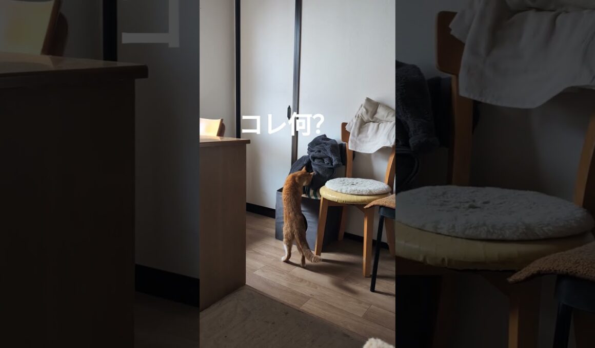 怪しい…なんだ脱ぎっぱなしの服だ＃猫＃マンチカン＃ビビる猫＃警戒尻尾