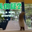 バーマン猫ラフ【成長の証？】Is this a sign of growth?（バーマン猫）Birman/Cat