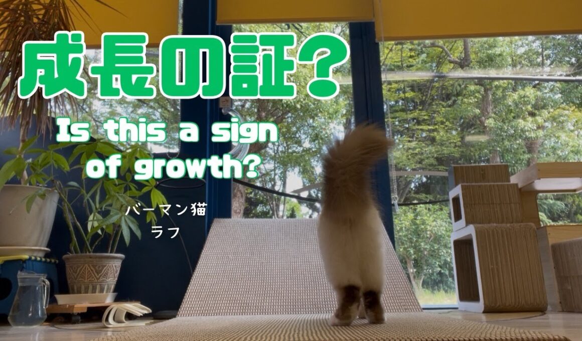 バーマン猫ラフ【成長の証？】Is this a sign of growth?（バーマン猫）Birman/Cat