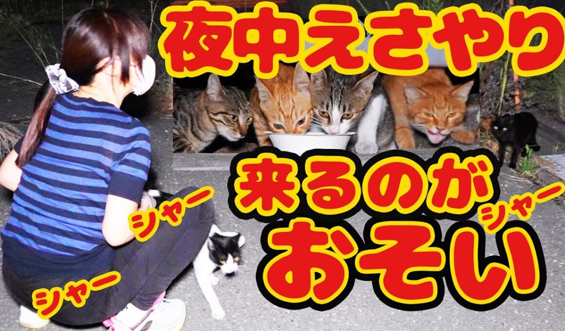 【子猫 野良猫】腹ペコ子猫 野良猫怒りのアピールが可愛すぎ さくらねこたちへのエサやり