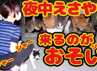 【子猫 野良猫】腹ペコ子猫 野良猫怒りのアピールが可愛すぎ さくらねこたちへのエサやり