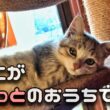 【本編】ひとりぼっちの子猫が うちの子になりました