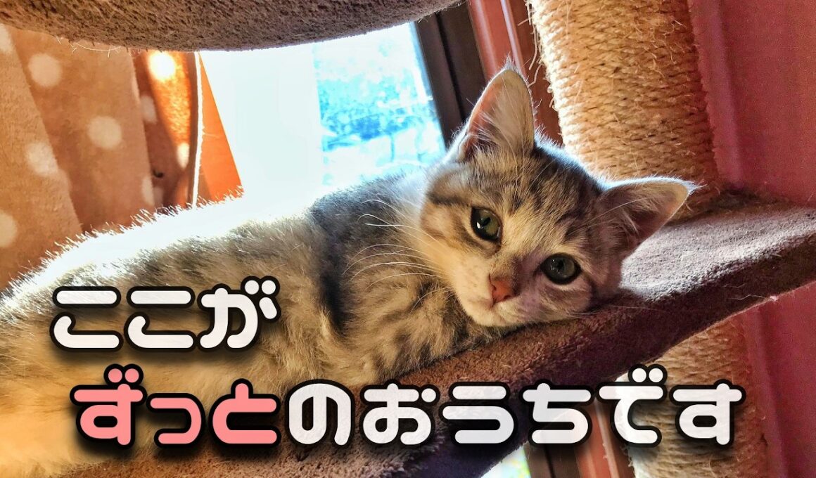 【本編】ひとりぼっちの子猫が うちの子になりました