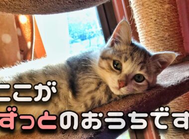 【本編】ひとりぼっちの子猫が うちの子になりました