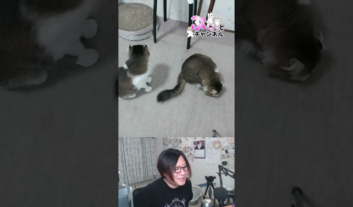 今夜は十五夜♪猫ちゃんライブ配信♪