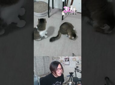 今夜は十五夜♪猫ちゃんライブ配信♪